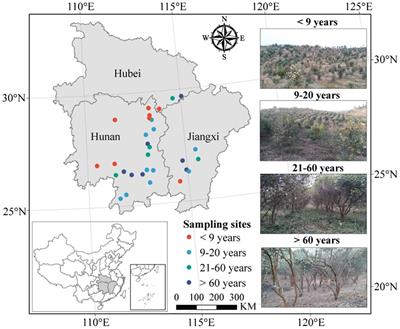 Soil Microbial Resource Limitations and Community Assembly Along a Camellia oleifera Plantation Chronosequence